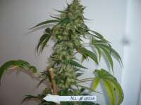 Bild von merlin (Northern Lights Nr5 X Haze)