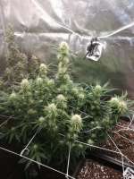 Sensi Seeds Pineapple Kush Cake Automatic - ein Foto von Watcheck