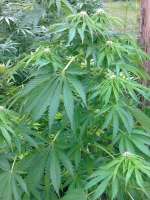 Bild von hemp47 (Ruderalis Indica)