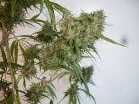 Sensi Seeds Silver Haze #9 - ein Foto von merlin