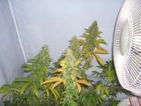 Sensi Seeds Skunk #1 - ein Foto von Roadkill420