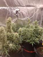 Sensi Seeds Sticky Orange XXL Automatic - ein Foto von Watcheck