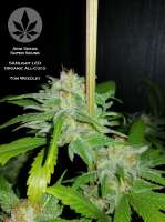 Bild von pineappleltd (Super Skunk)