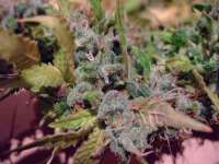 Bild von Weeddoctor (AK47)