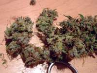 Bild von Weeddoctor [AK47]