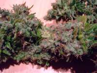 Bild von Weeddoctor (AK47)