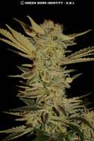 Serious Seeds Bubble Gum - ein Foto von mgpawn