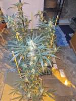 Serious Seeds Chronic - ein Foto von Weed420Haze