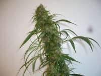 Serious Seeds Kali Mist - ein Foto von merlin