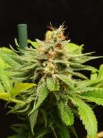 Serious Seeds Serious Kush - ein Foto von Mortadelo