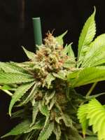 Serious Seeds Serious Kush - ein Foto von Mortadelo