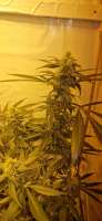 Serious Seeds White Russian - ein Foto von Weed420Haze