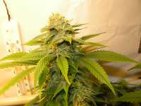 Bild von hemp47 (White Russian)