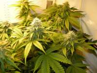 Bild von hemp47 (White Russian)