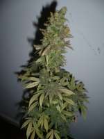 Shaman Genetics UK Cheese - ein Foto von campimist