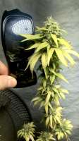 Shaman Genetics UK Cheese - ein Foto von losorolo