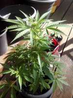 Short Stuff Seedbank Auto Assassin - ein Foto von berni