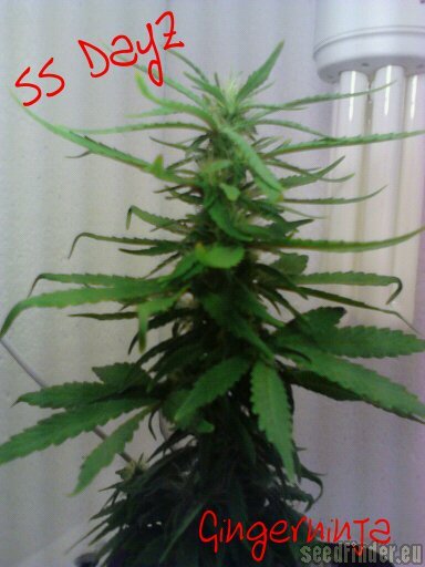 Short Stuff Seedbank Blue Himalaya