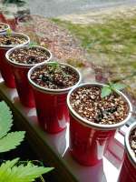 Short Stuff Seedbank Blue Himalaya - ein Foto von GeorgeCloney