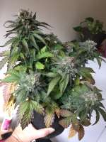 Short Stuff Seedbank Dr. Feelgood - ein Foto von CalyxChronic