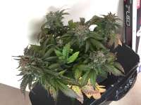 Short Stuff Seedbank Dr. Feelgood - ein Foto von CalyxChronic