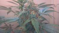 Bild von Gooch (Himalaya Blue Diesel)