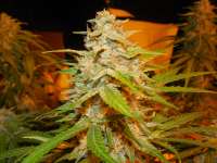 Short Stuff Seedbank Himalaya Blue Diesel - ein Foto von frankfaux