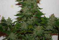 Short Stuff Seedbank Snowryder - ein Foto von McBainWeedman