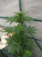 Short Stuff Seedbank Super Cali Haze - ein Foto von DrAutoweed