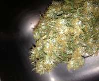 SickMeds Seeds William's Wonder - ein Foto von MedicalMattAK