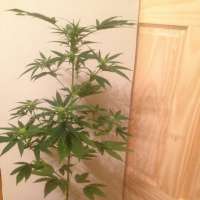 SickMeds Seeds William's Wonder - ein Foto von MedicalMattAK