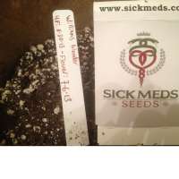 SickMeds Seeds William's Wonder - ein Foto von MedicalMattAK