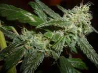 Sin City Seeds Alien Nightmare - ein Foto von Pwyllpomone