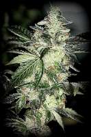 Sin City Seeds Aliens JackD Up - ein Foto von admin