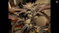 Sin City Seeds BlueLime Pie - ein Foto von Mephisto66689