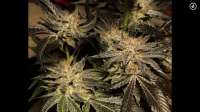 Sin City Seeds BlueLime Pie - ein Foto von Mephisto66689