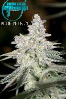 Bild von mgpawn (Blue Petrol)