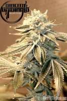 Sin City Seeds Blue Power - ein Foto von mgpawn