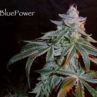 Sin City Seeds Blue Power F2 - ein Foto von admin