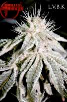 Sin City Seeds Las Vegas Bubba Kush - ein Foto von mgpawn