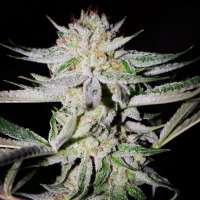 Sin City Seeds NightFire OG - ein Foto von admin