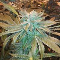 Sin City Seeds PetroleumNightmare - ein Foto von admin