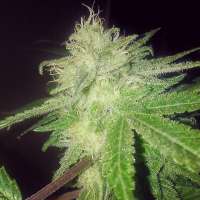 Sin City Seeds Sage N' Sour OG - ein Foto von OGchema