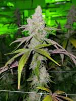 Sin City Seeds SinMint Cookies - ein Foto von SAsince1794