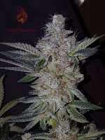 Sin City Seeds SinMint Cookies - ein Foto von SeeyouNtea