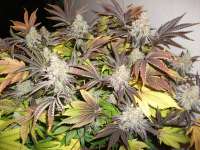 Sin City Seeds SinMint Cookies - ein Foto von SinseMillaDK