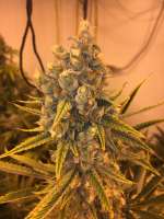 Sin City Seeds Tangerine Power - ein Foto von Wolfeseeds