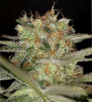 Sin City Seeds TheREM - ein Foto von mgpawn