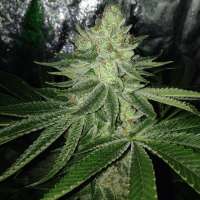 Sin City Seeds TruePower OG - ein Foto von admin