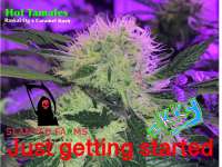 Slanted Farms Seed Company Hot Tamales - ein Foto von Slanted